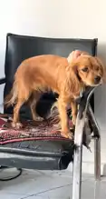 Köpek Hırsızlığı: Adıyaman'da Badem Kayıp!